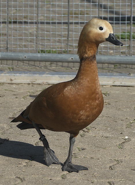 还有菲尔