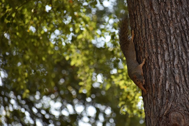 泰山队在近 泰山队在近